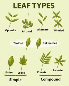 the different types of leaf types are shown in this poster, which includes leaves and their names