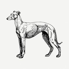 an ink drawing of a greyhound dog