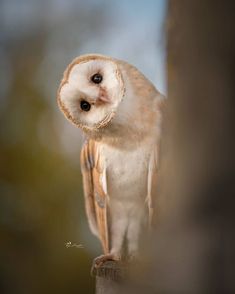 an owl sitting on top of a tree branch