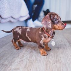 a small brown and black dog standing on top of a wooden floor