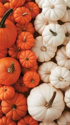 pumpkins and gourds are arranged in rows