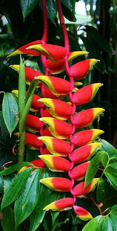 red and yellow flowers with green leaves in the background