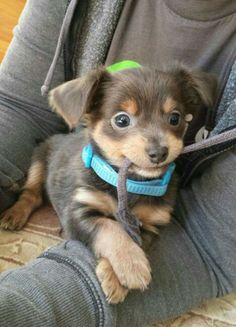 a small dog sitting on top of a person's lap wearing a blue leash