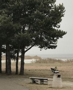 there is a bench and some trees in the park by the water on an overcast day