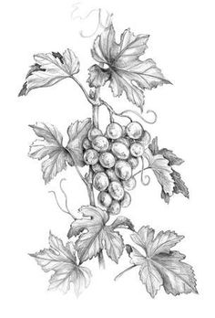 a drawing of grapes hanging from a vine