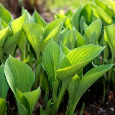 the green leaves are growing in the dirt