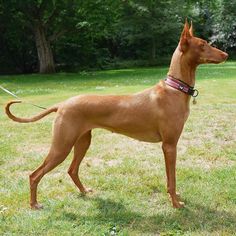 a brown dog standing on top of a lush green field