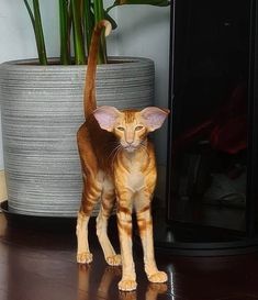 a cat standing on top of a hard wood floor next to a potted plant