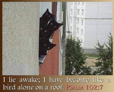 two black cats sitting on the side of a building looking out from behind a wall