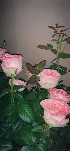 three pink roses with water droplets on them in front of some green leaves and a wall