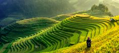 a person standing in the middle of a field with many rows of rice terraces on it