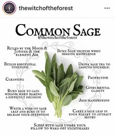 Witch Forest, Sage Benefits, Garden Sage, Modern Day Witch, Sage Herb, Sage Tea, Witch Herbs, Burning Sage