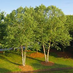 three trees on the side of a river