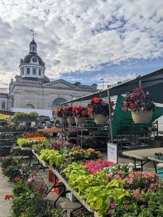 many potted plants are lined up in front of a building with a clock tower