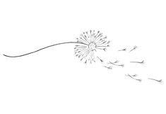 a dandelion blowing in the wind on a white background