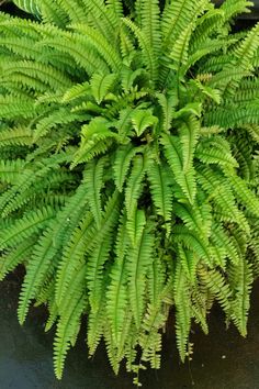 a large green plant sitting on top of a black table