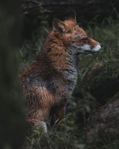 a red fox standing on top of a grass covered field