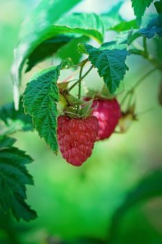 raspberries growing on the tree with green leaves