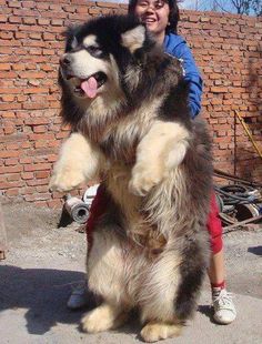 a woman is holding a large dog in her arms while standing on its hind legs