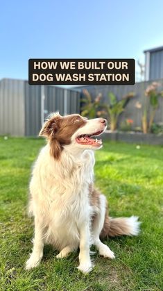 a brown and white dog sitting on top of a grass covered field next to a sign that says how we built our dog wash station