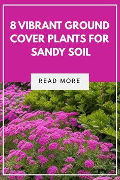 Discover a variety of hardy ground cover plants suitable for sandy soil in your garden. From drought-tolerant to cold-hardy options, these low-growing perennials offer both beauty and practicality. Explore gorgeous sedum ground cover ideas that thrive in sandy conditions, providing evergreen elegance year-round. Find the perfect groundcovers that flourish in sand, adding color and texture to your outdoor space effortlessly. Plants For Sandy Soil, Ground Cover Ideas, Sedum Ground Cover, Stachys Byzantina, Sandy Soil, Cover Ideas