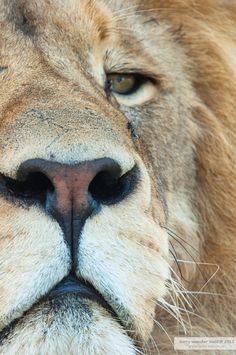 a close up of a lion's face with it's eyes wide open