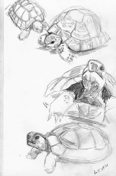 two drawings of turtles sitting on top of each other