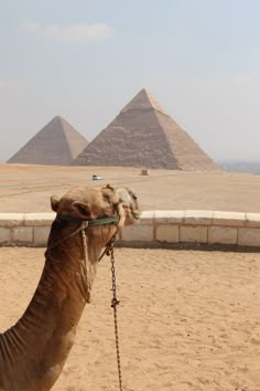 a camel tied to a post in front of the pyramids