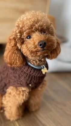 a small brown dog wearing a sweater on top of a wooden floor next to a coffee cup