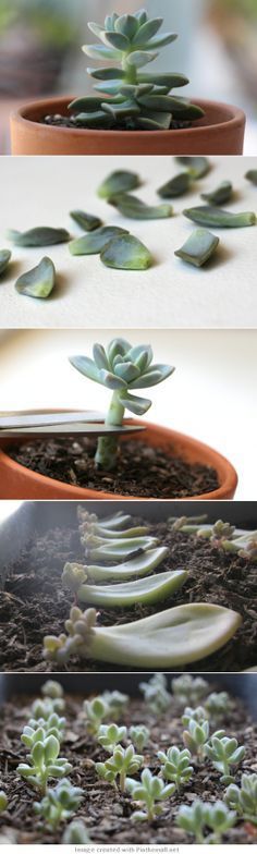 four different shots of succulent plants in pots