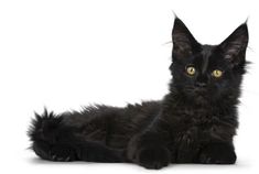 a black cat is laying down and looking at the camera with an intense look on its face