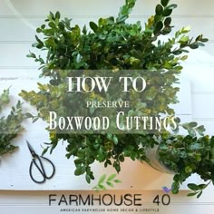 the words how to preserve boxwood cuttings are in front of a potted plant