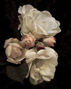 three white roses with green leaves on a black background