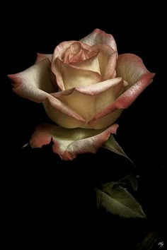 a single pink rose on a black background