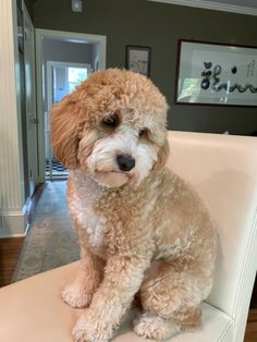 a brown dog sitting on top of a white chair