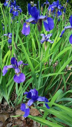 some blue flowers are growing in the grass