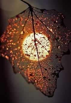 a close up view of a leaf with water droplets on the leaves and it's surface