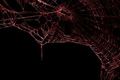 red spider web on black background