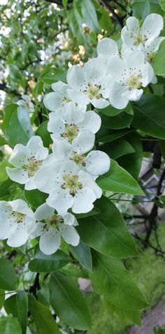 white flowers are blooming on the tree