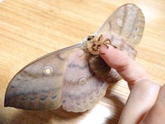 a small moth sitting on top of a wooden table next to a person's finger