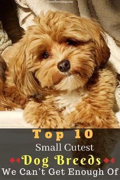 a small dog laying on top of a bed with the caption's title above it