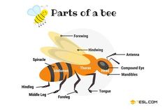 the parts of a bee labeled in english