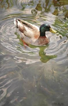 a duck swimming on top of a body of water