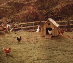 chickens and roosters in a fenced area near a wooden chicken house with a small window