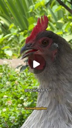 a close up of a chicken near some bushes and trees with the words bitchcraftt on it