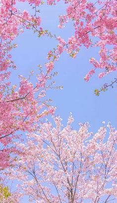 pink flowers are blooming on trees in the blue sky