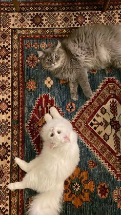 two cats laying on top of a rug next to each other