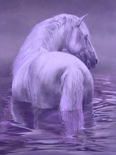 two white horses standing in the water with their heads touching each other's backs