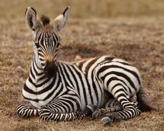 a zebra laying down in the grass