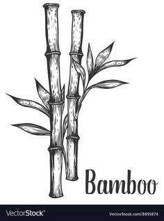 two bamboos with leaves and the word bamboo